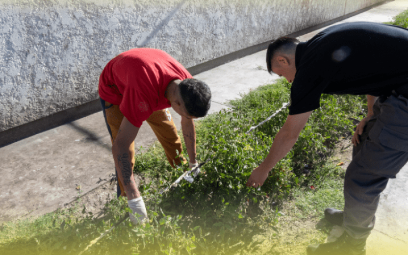 Producción agroecológica como herramienta de formación y reinserción